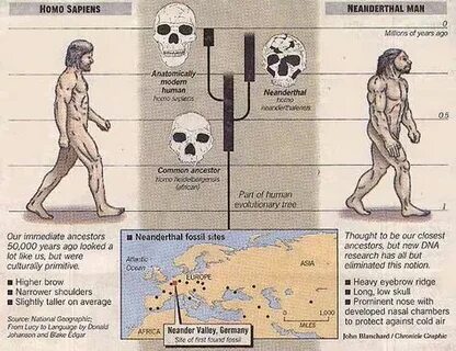 Sapiens перевод