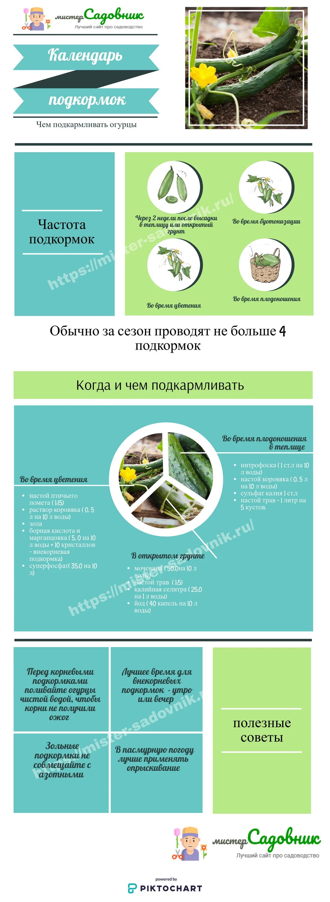 Посадка огурцов чем удобрить. Схема удобрения огурцов в открытом грунте. Подкормить огурцы. Схема удобрения огурцов в теплице. Схема подкормки огурца.