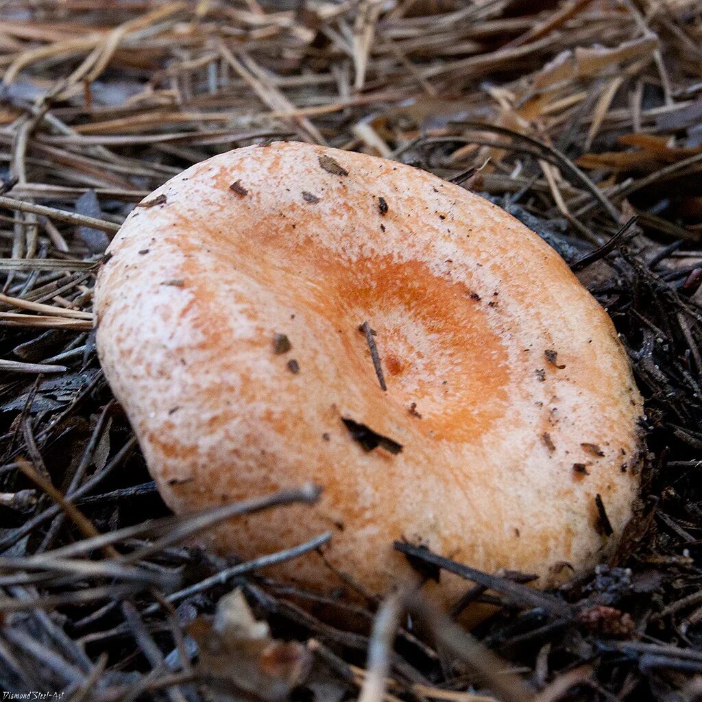 Черный рыжик. Рыжики Сибирские гриб. Рыжики грибы червивые. Подъеловик груздь гриб. Рыжик настоящий съедобные грибы.
