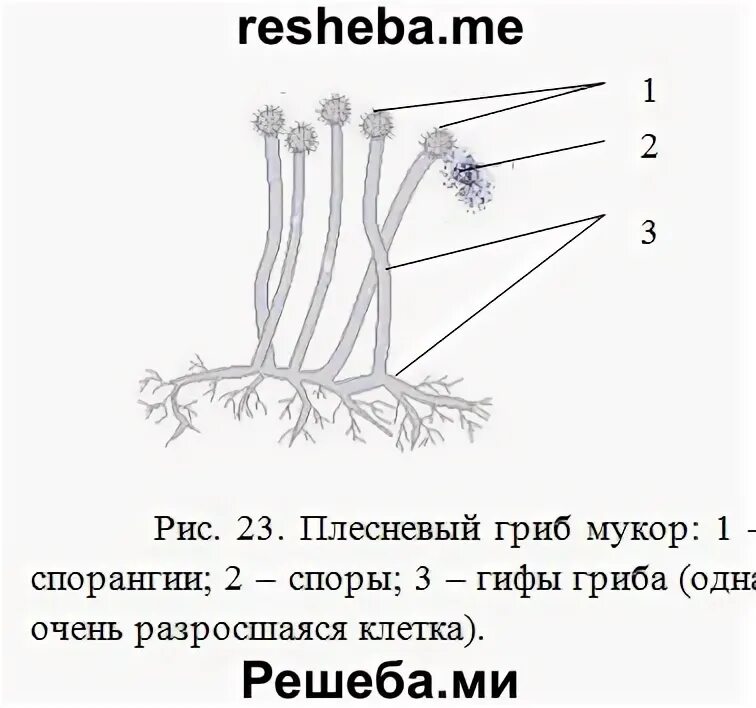 Зарисовать строение гриба мукора и подписать. Строение гриба мукора. строение плесневого гриба мукора. спорангии плесени. строение гриба мукора схема.