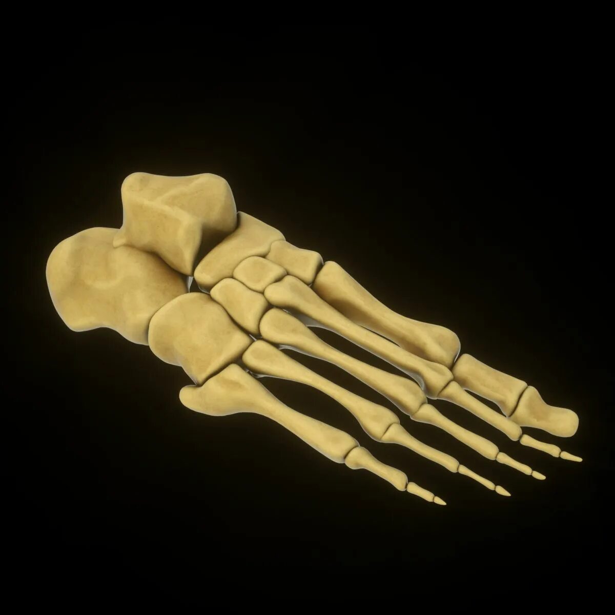 Bone 3d