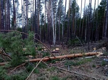 Очередь на древесину иркутская