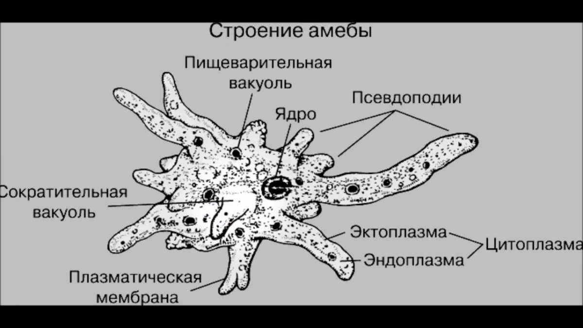 Передвигаются с помощью псевдоподий форменные элементы