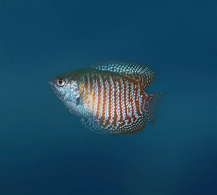 аквариумная рыбка 5 букв сканворд. лабиринтовая рыба 6 букв сканворд. Anabas scandens. макропод рыбка аквариумная. лялиус полосатый.