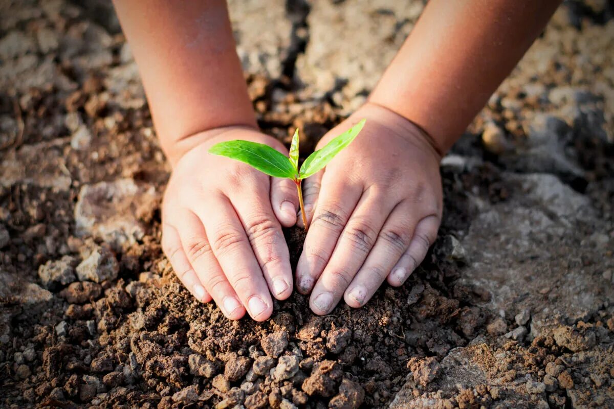 Забота о растении. Бережное отношение к природе. Ребенок с росточками в руках. Забота об окружающей среде. Эколог это для детей.