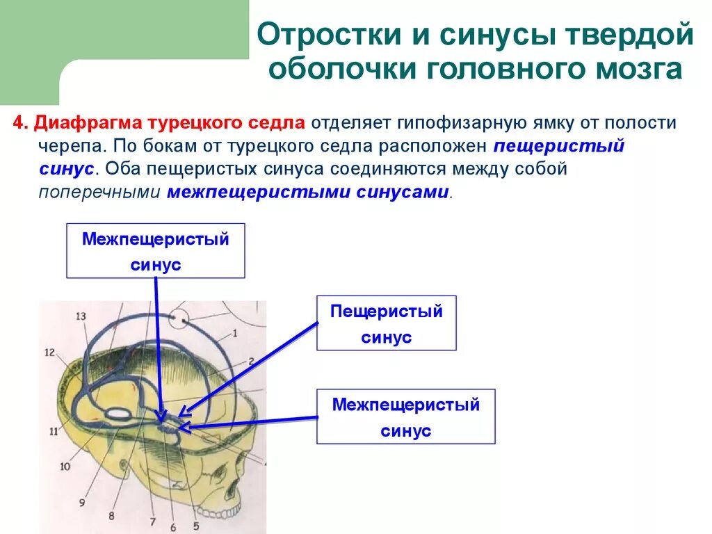 Синусы оболочек головного мозга. Отростки и синусы твердой оболочки мозга. Отростки твердой мозговой оболочки. Твёрдая оболочка головного мозга отростки функции. Диафрагма седла твердой оболочки головного мозга.