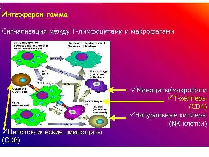 Макрофаги механизмы. Схема действия интерферонов. Интерферон гамма и макрофаги. Механизм действия гамма интерферона. Т-клеток и макрофагов.