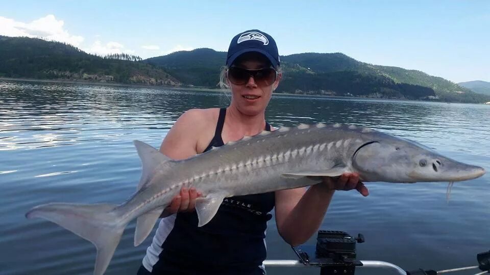 Sturgeon