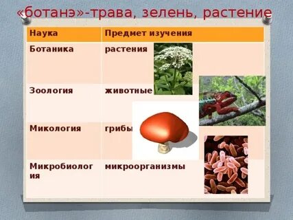 Область биологической науки изучающая грибы
