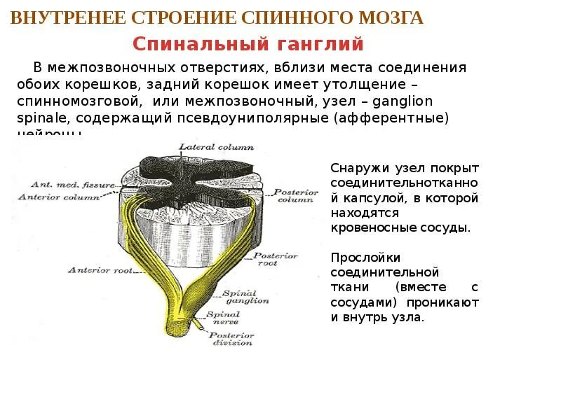 Какой элемент в спинном мозге. Функции спинномозгового узла спинного мозга. строение чувствительного ганглия спинного мозга. строение спинного мозга нервный узел. межпозвоночные узлы их классификация и строение.