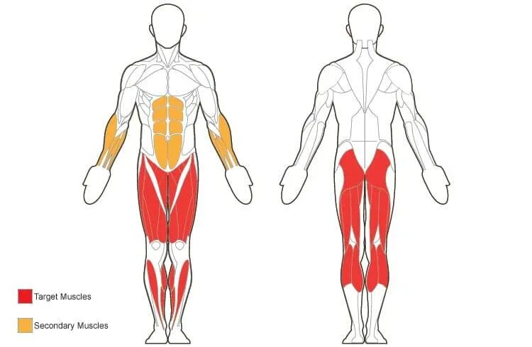 Какие мышцы задействованы при беге. Бег мышцы задействованы. Какие мышцы работают при беге. Мышцы задействованные при ходьбе.