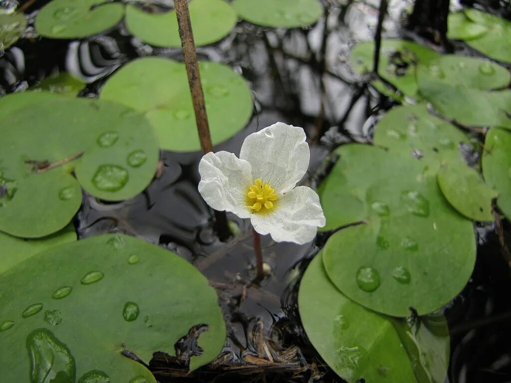 Водокрас обыкновенный. Водокрас Лягушачий. Водокрас Лягушачий (Hydrocharis morsus-Ranae). Водокрас обыкновенный (Hydrocharis morsus-Ranae).