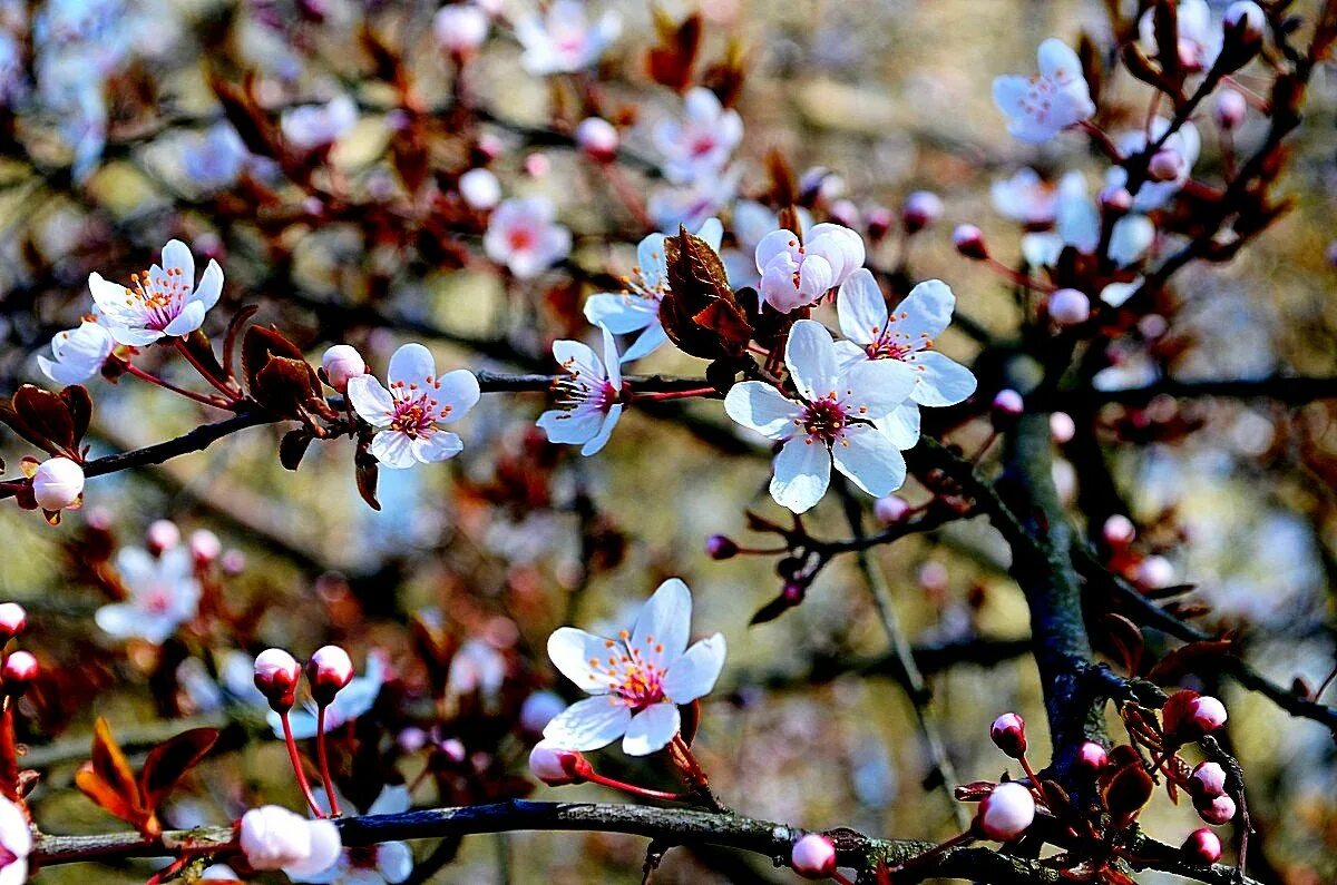 когда зацветут яблони дзен читать. яблоня с махровыми цветами. расцветали яблони и груши фото. коллаж-яблоня в цвету. расцветали яблони и груши фон.
