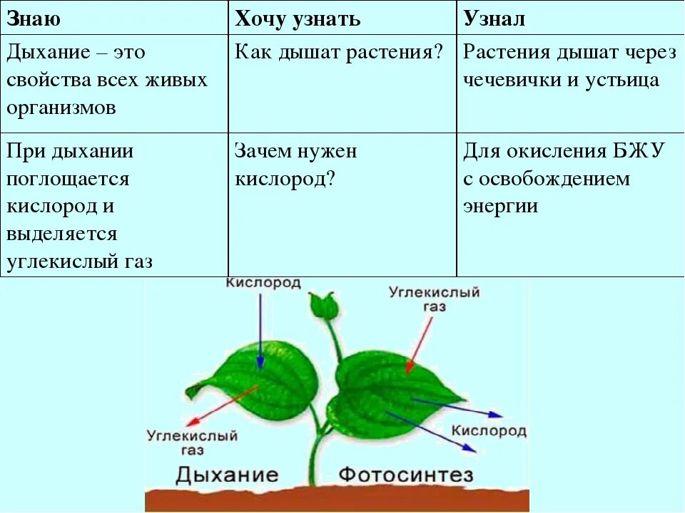 Дыхание растений. Процессы при дыхании растений. Растения дышат углекислым газом. Процесс дыхания у растений происходит. Дышат ли растения углекислым газом