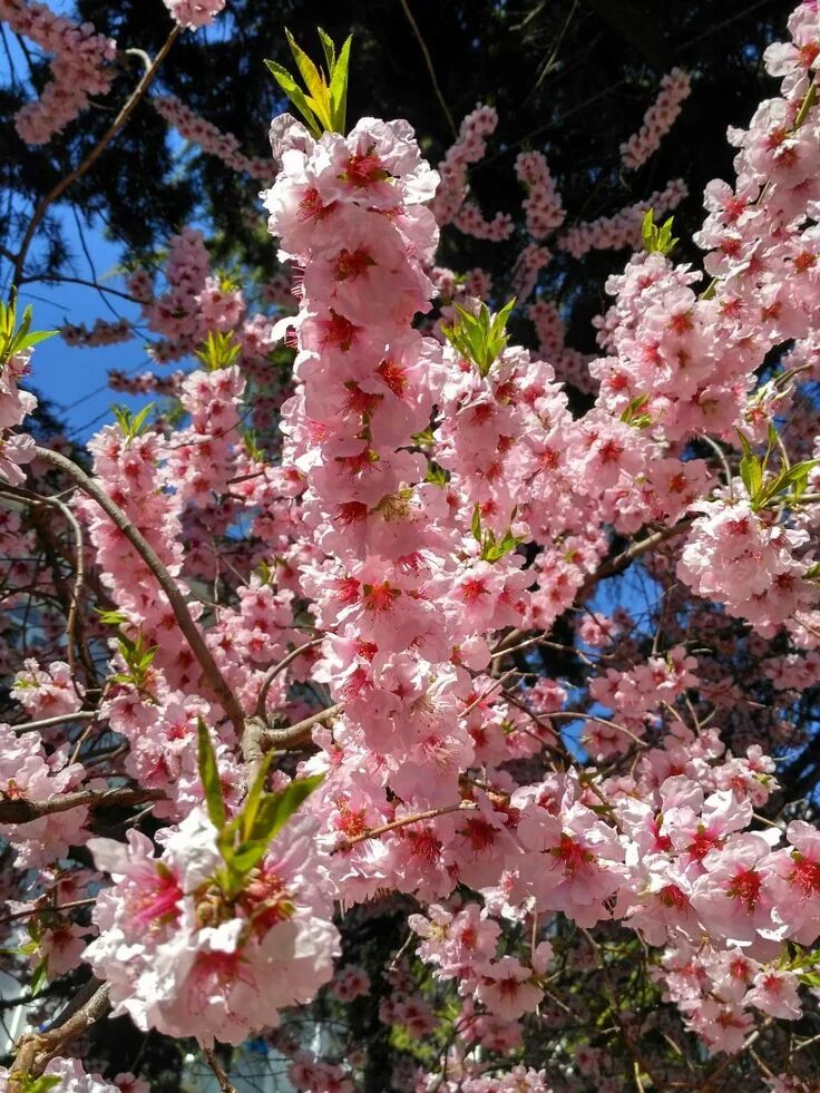 Что цветет розовым в крыму. Цветение Сакуры в Ялте. Крымская Сакура дерево. Сакура зацвела Ялта. Миндаль красивоцветущий.
