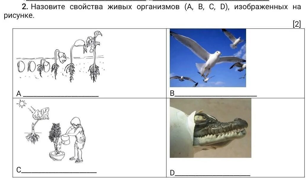 Как называется свойство живых организмов, изображенное на рисунке?. Свойства живых организмов рисунок. Какое свойство живых организмов изображено на рисунке?. Свойства живых организмов изображение на рисунке.