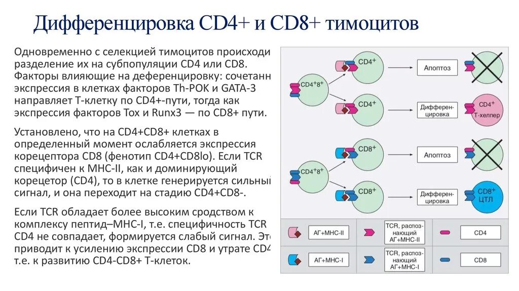 Сд лимфоциты. Cd4 и cd8 лимфоциты функции. Сигнал активации для дифференцировки т-хелперов cd4. Маркер cd4 имеется в мембране. Т сd4 лимфоциты функции.