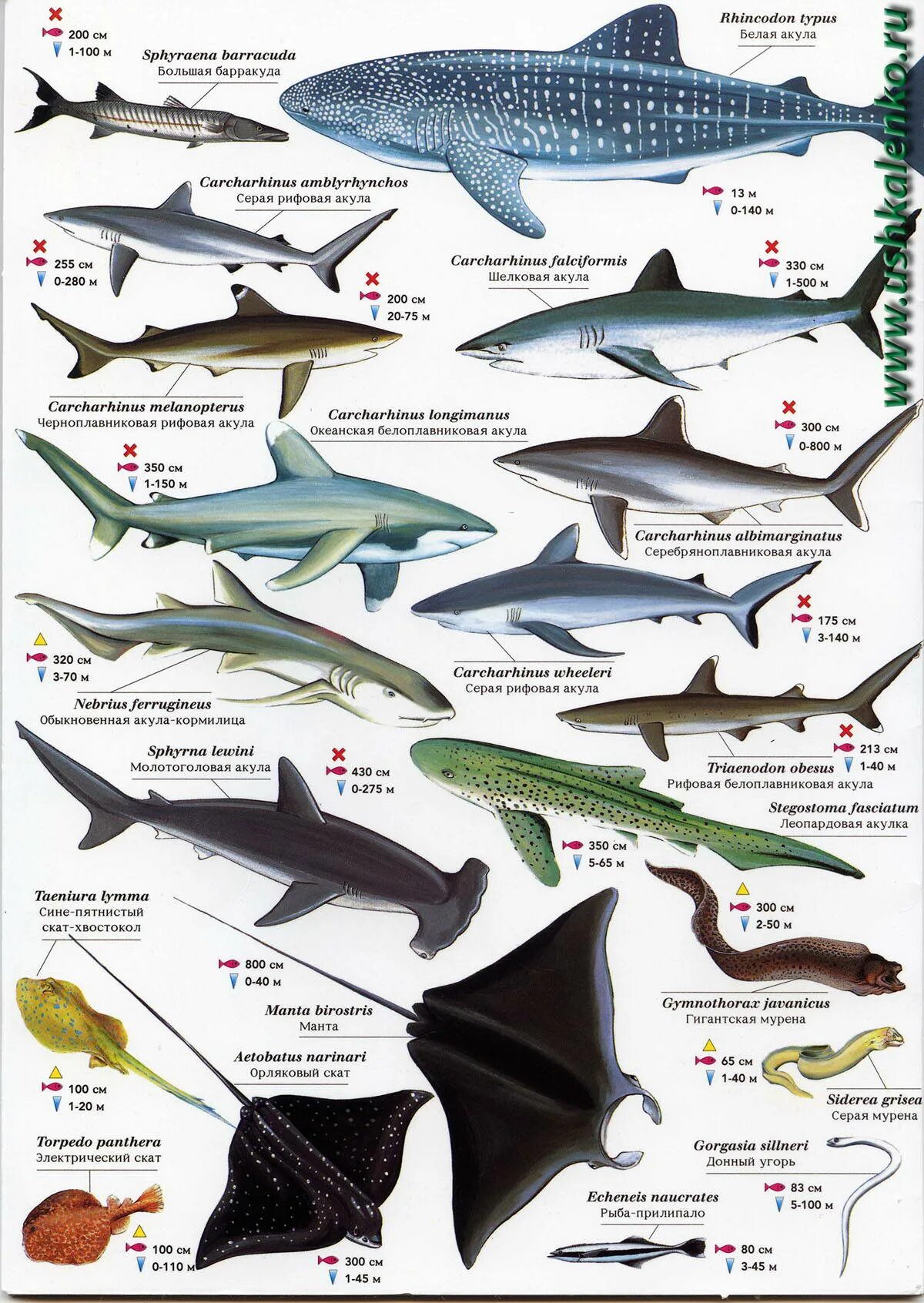 Таблица обитатели красного моря. Акулы виды названия. Разновидности рыб морских. Морская рыба названия. Русская рыба название