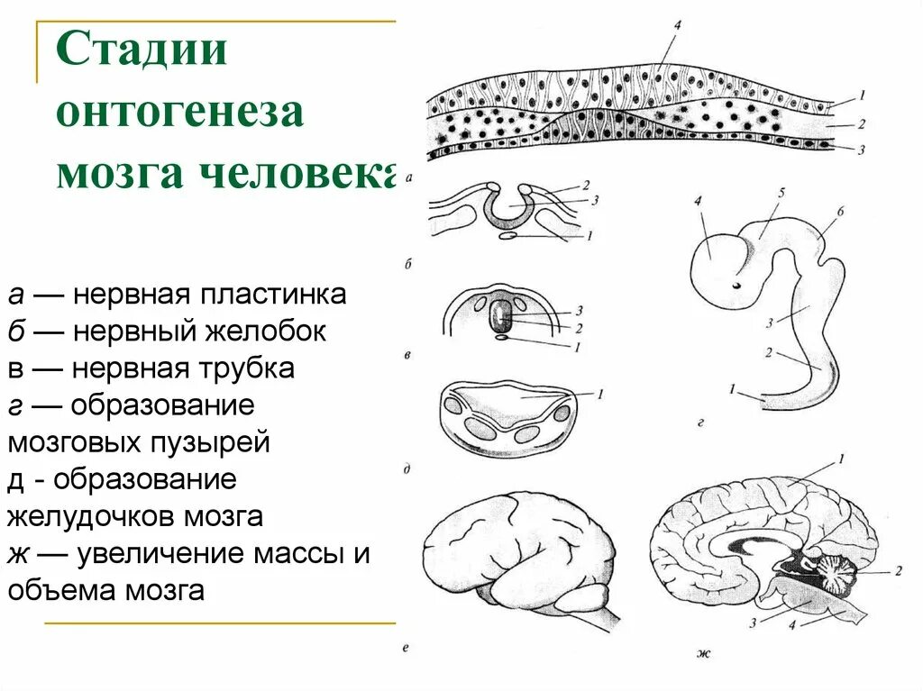 3 пузыря мозга. Этапы морфогенеза центральной нервной системы. Онтогенез нервной системы нервная пластинка. Онтогенез нервной системы головного мозга. Онтогенез нервной системы головного мозга кратко.