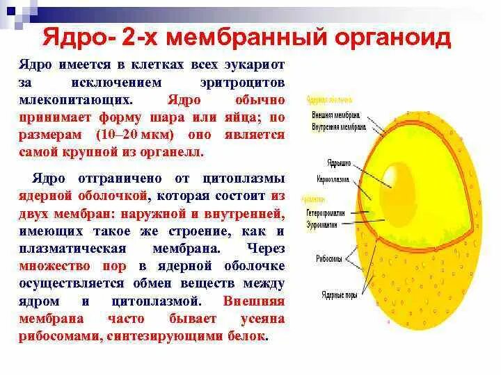 Ядро клетки это органоид или нет. Мембранные органоиды клетки ядро. Имеется ядро. Органоид ядрышко. Органоиды клетки ядро функции