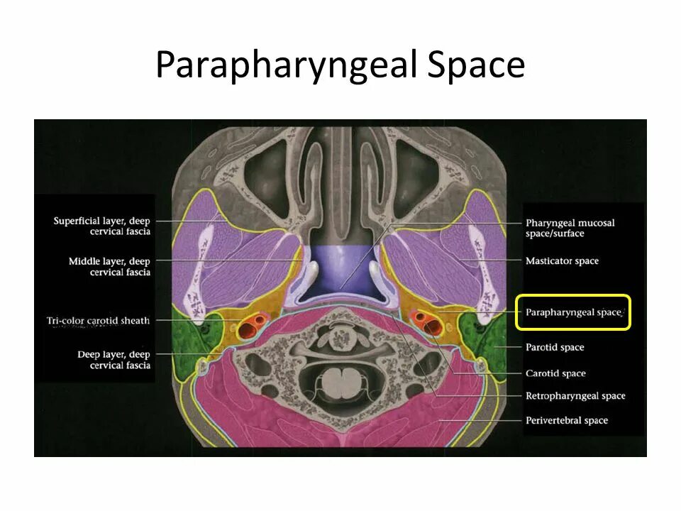 Cellular space. Parapharyngeal space. парафарингеальное пространство анатомия. парафарингеальное пространство кт. через парафарингеальное пространство проходит.