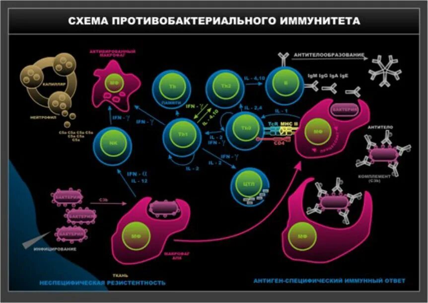 Местный иммунный ответ. Схема противобактериального иммунного ответа. Антибактериальный иммунитет схема. Противобактериальный иммунитет механизмы. Механизм антибактериального иммунитета.