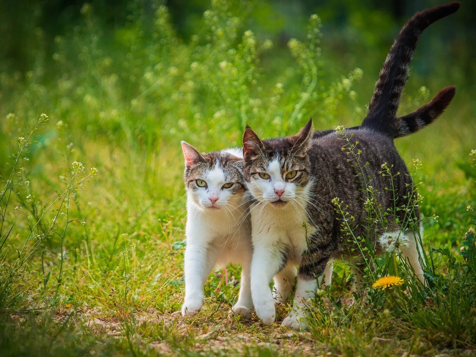 Кошечка гуляет. Коты гуляют. Два кота. Два котенка. Котики взрослые.