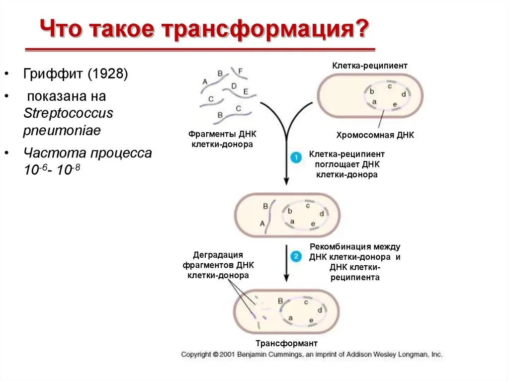 Пересадка бактерий. Механизм трансформации бактерий схема. Трансформация бактерий схема. Основные этапы трансформации бактерий. Трансформация бактерий микробиология схема.