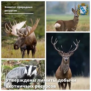 Природные ресурсы охота