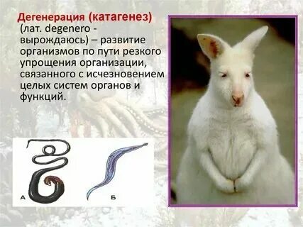 Примеры дегенерации у растений Примеры дегенерации