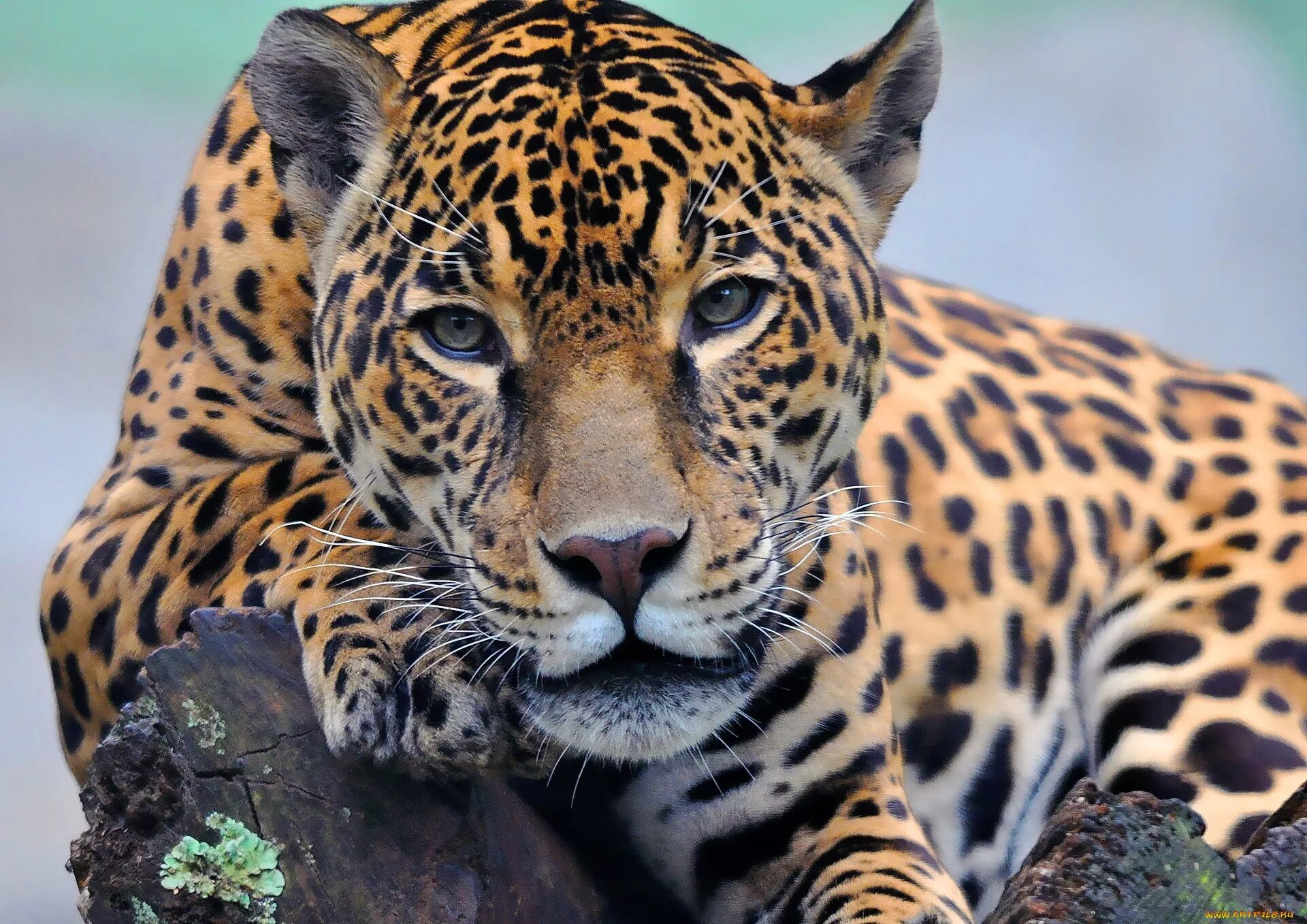 Жи вотные. Ягуар животное. Ягуар Южная Америка. Ягуар и леопард. Ягуар животное фото.