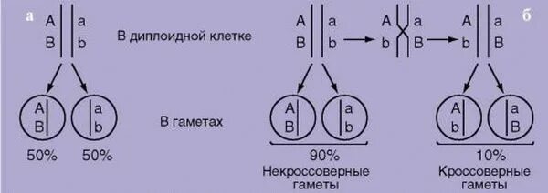 Сцепленное наследование (полное и неполное сцепление. Некроссоверные гаметы при неполном сцеплении. Неполное сцепление генов схема. Наследование при неполном сцеплении генов.