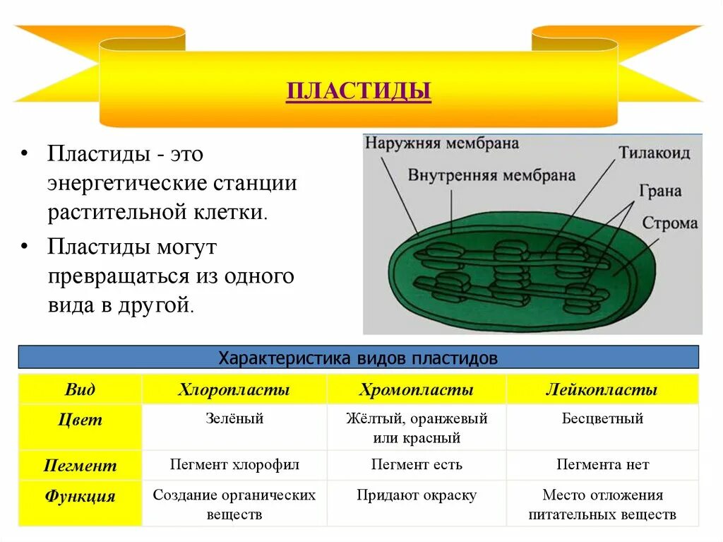 Хлоропласты отсутствуют. Пластиды строение и функции 10 класс. Хлоропласты хромопласты лейкопласты таблица. Пластиды хлоропласты лейкопласты. Пластиды хромопласты лейкопласты.