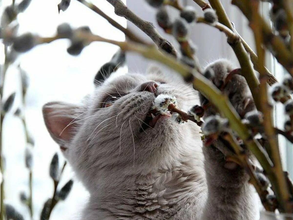 Воздухе пахнет весной ты как всегда холодна. Кот и Верба. Вербные коты.