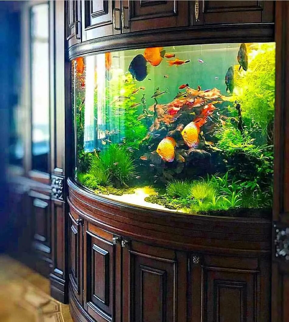 Аквариум aquarium. Красивые аквариумы. Рыбки для аквариума. Домашний аквариум. Красивый домашний аквариум.