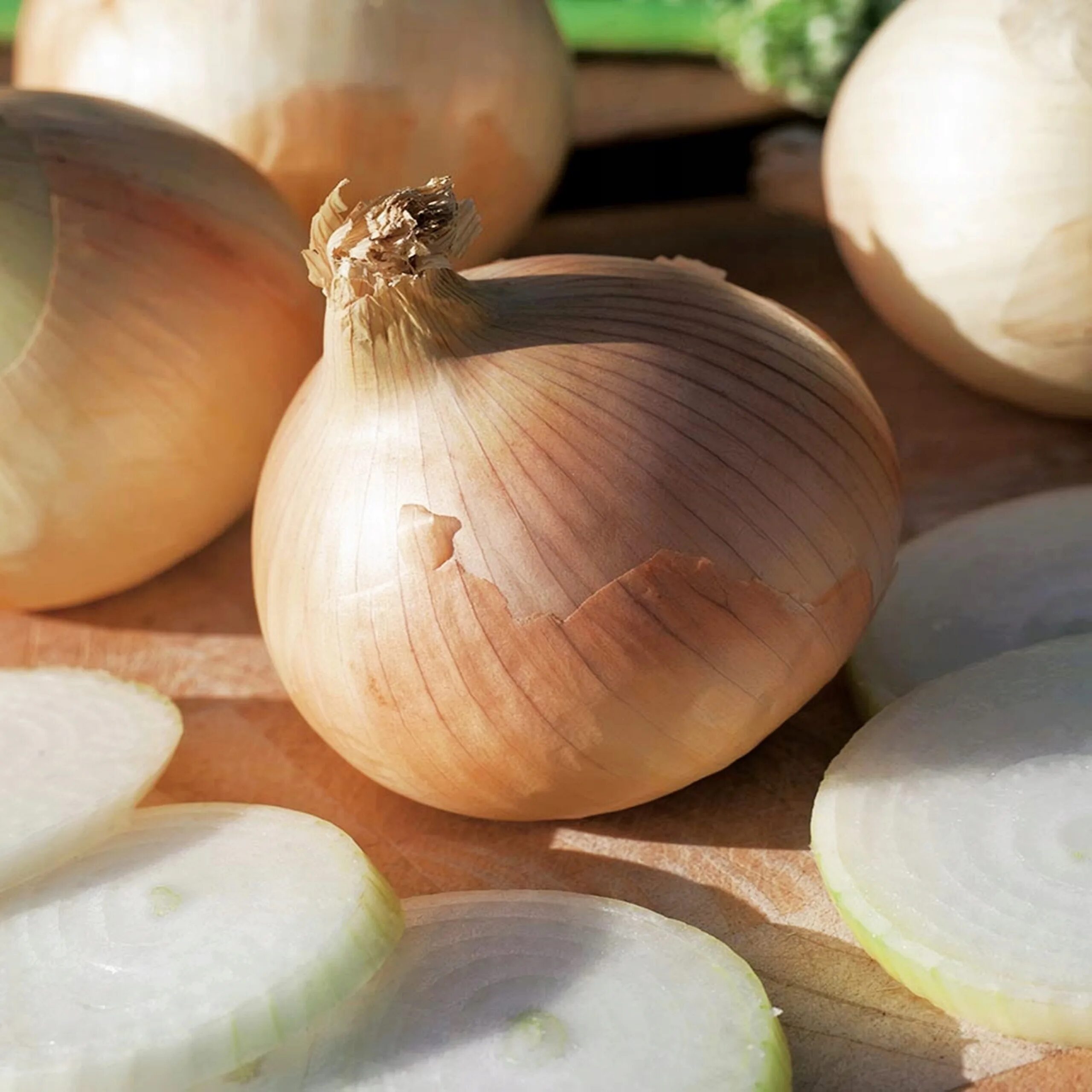 Как выглядит репчатый лук. Лук репчатый allium cepa l.. лук репчатый глобо. allium cepa — репчатый лук. семена лук репчатый глобо.