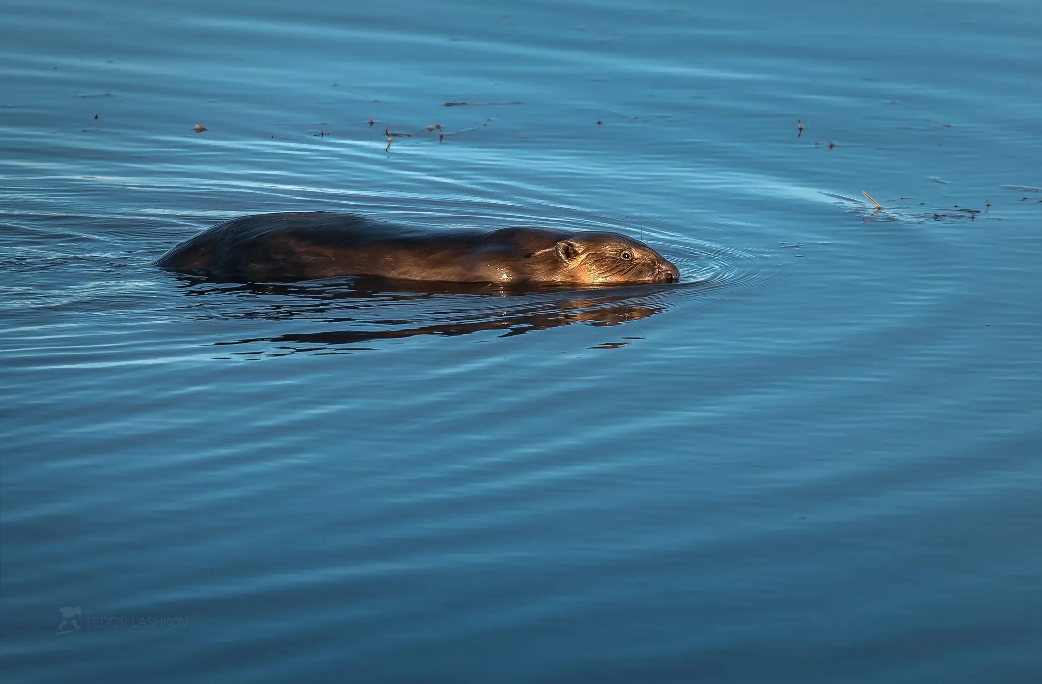 Бурые бобры. Бобры. Бобер животное. Рыжий бобер в воде. Животные похожие на бобра.