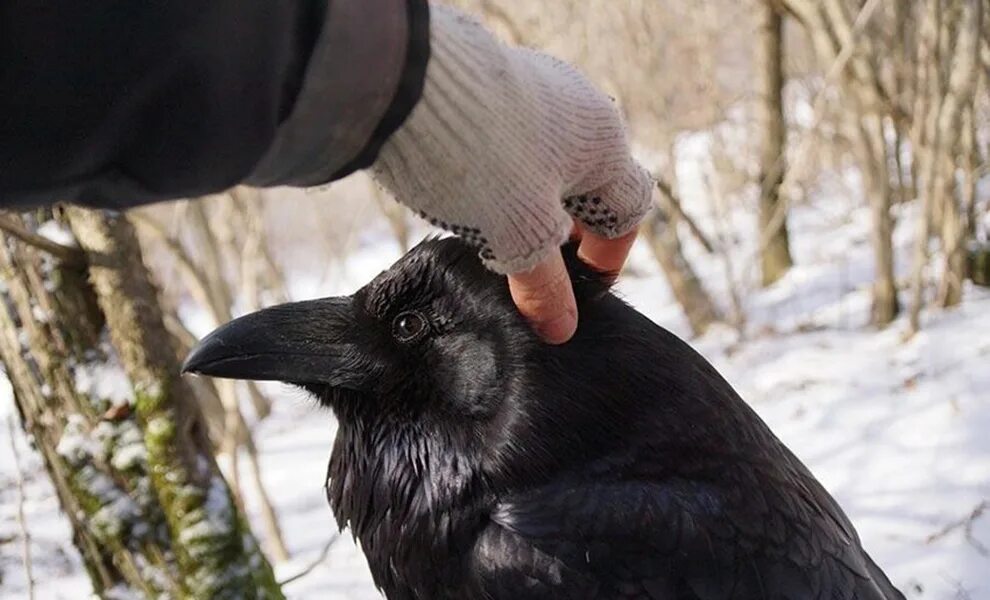 Курильский ворон. Сюнин ворон. Гигантский ворон. Настоящий ворон. Ворона умная ли птица