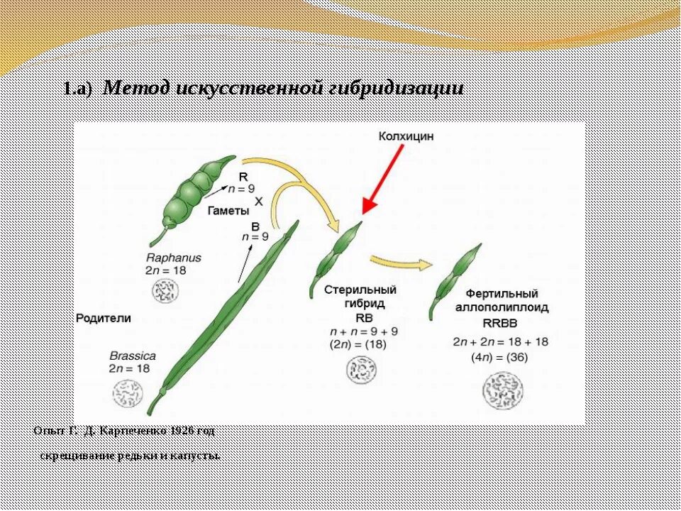 Капустно редечный гибрид. Колхицин карпеченко. карпеченко рафанобрассика. фертильный капустно-редечный гибрид. метод карпеченко.