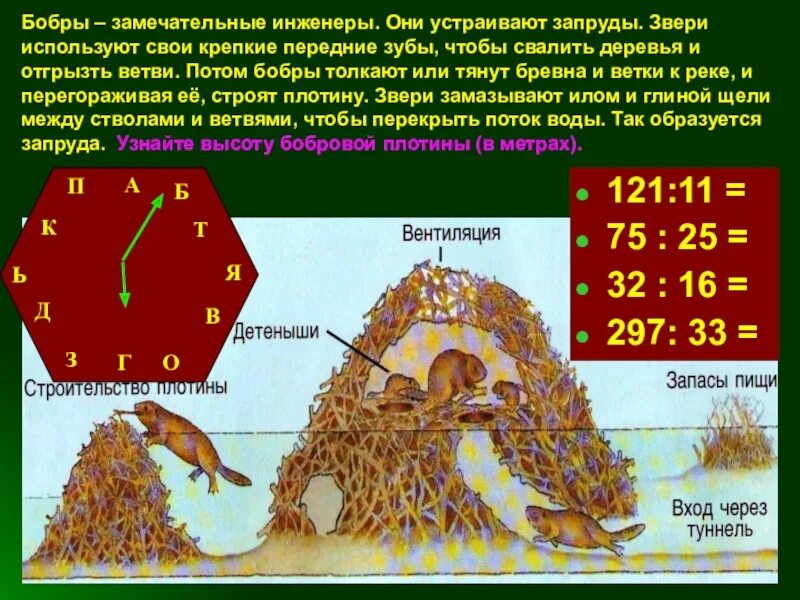 Зачем бобры строят плотины. Зачем бобры строят плот. Повему бобры строят платины. Зачем бобры роют плотину. Схема бобра