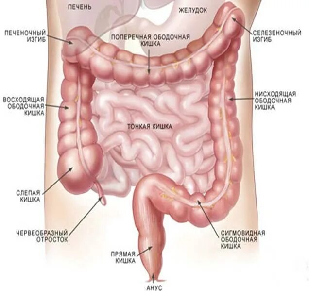 Male digestive system, artwork - Stock Image - F006/1381 - Science Photo Library