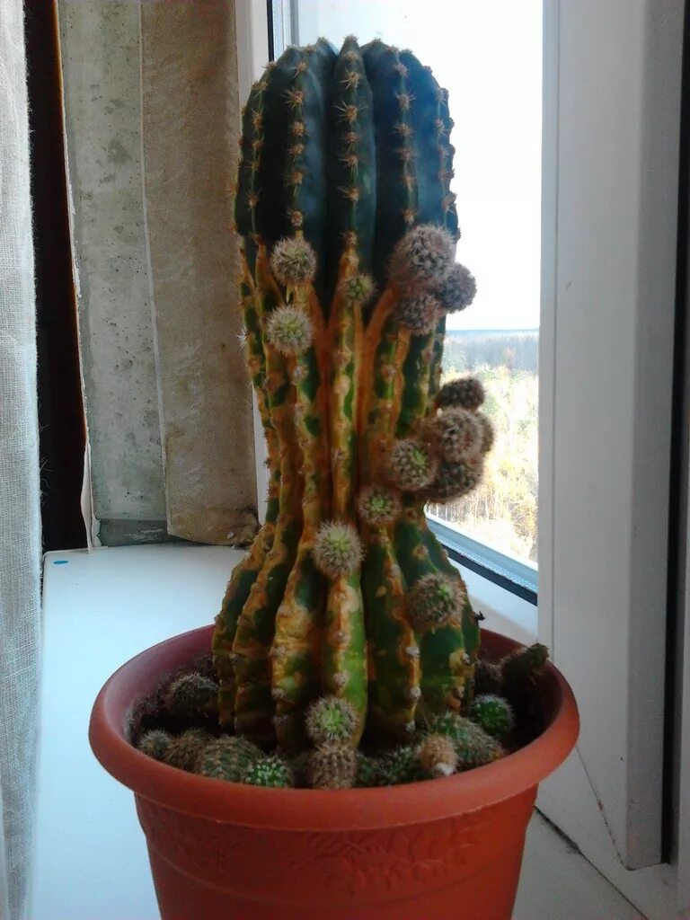 долихотеле лонгимамма кактус. сгнивший кактус. кактус эхинопсис болезни. мокрая гниль на кактусе. цереус перуанский бамбино.