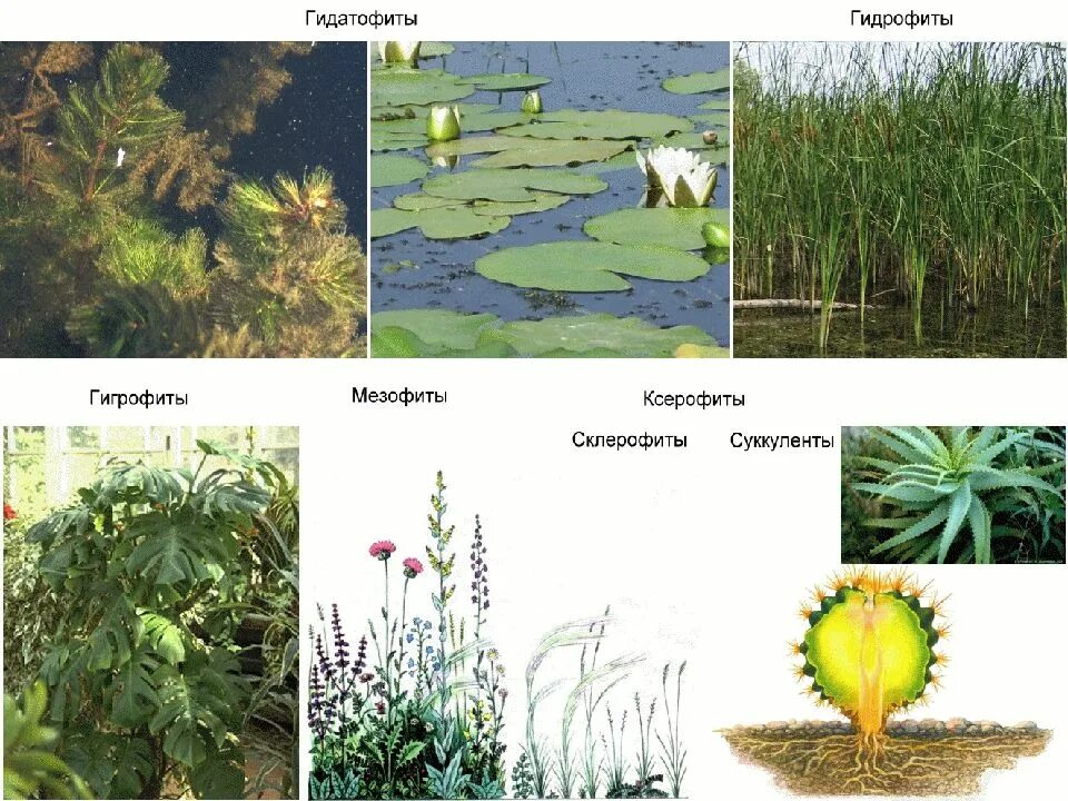 Гидрофиты суккуленты. Гидатофиты гидрофиты гигрофиты. Ксерофиты и гидрофиты. Суккуленты мезофиты гигрофиты гидрофиты. Мезофит гигрофит.