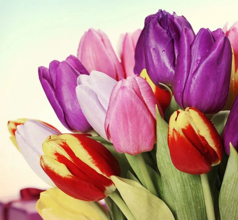 С днём рождения тельпаны. Весенние тюльпаны. Шикарный букет из тюльпанов. Красивые тюльпаны. Красивые тюльпаны.