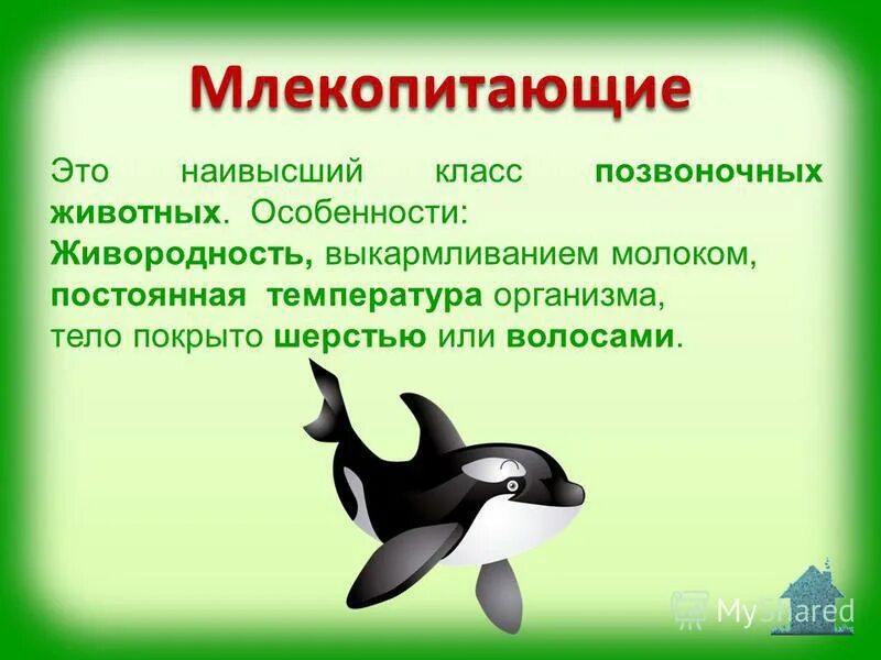 Млекопитающие представители. Позвоночные животные млекопитающие. Млекопитающие класс позвоночных животных. Слекопитающие пресмыкающие. Позвоночные животные млекопитающие.