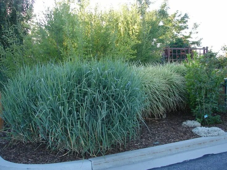 Просо прутовидное Рехбраун (Panicum virgatum Rehbraun) - купить многолетники с д