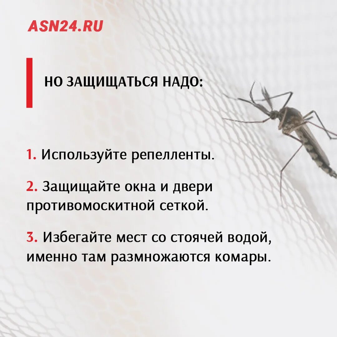 При какой температуре мухи. Комар. Комар обыкновенный. Комар приспособление к среде. Размер комара.