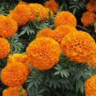 Бархатцы польза