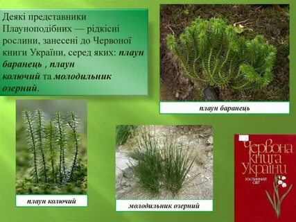 Плауны биология 7 класс