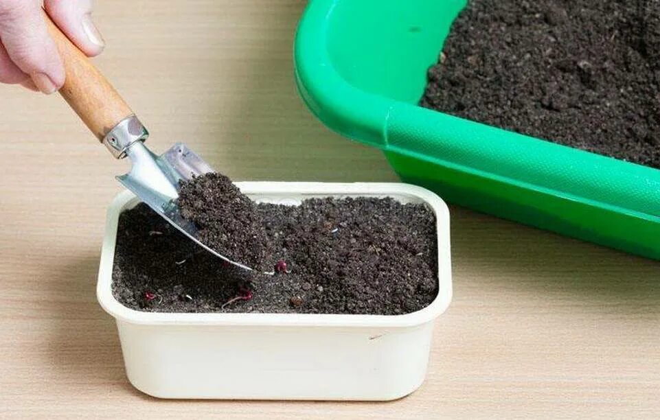 Грунт для посадки рассады. Земля грунт для рассады. Подготовка грунта. Грунт для рассады помидор. Подготовка почвы для посева семян.